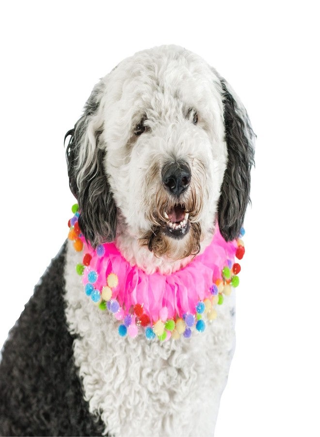 Midlee Pink Birthday Pom Pom Dog Collar (X-Large) - Image 2